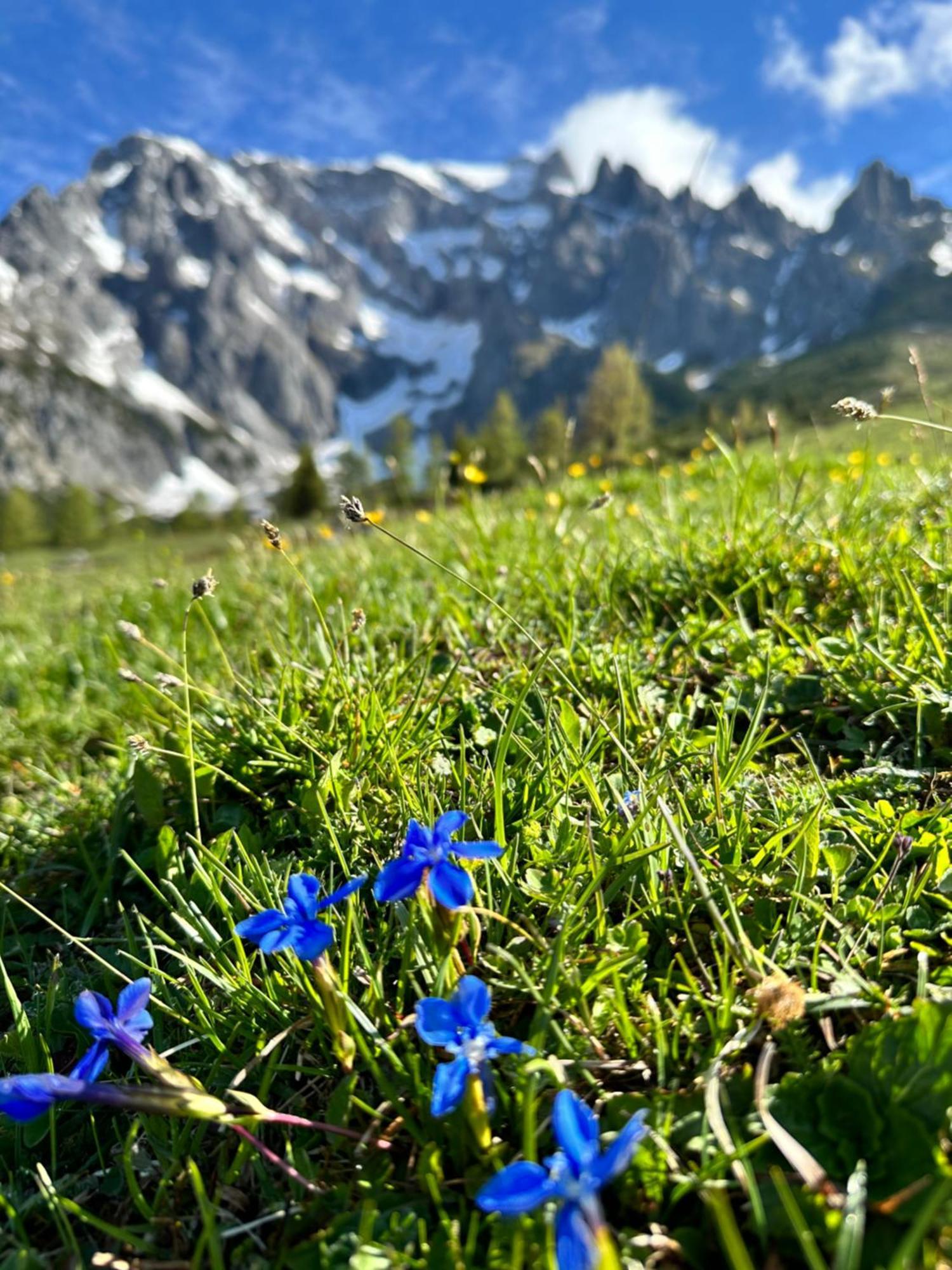Apart Ursus Hinterthal Maria Alm am Steinernen Meer Εξωτερικό φωτογραφία